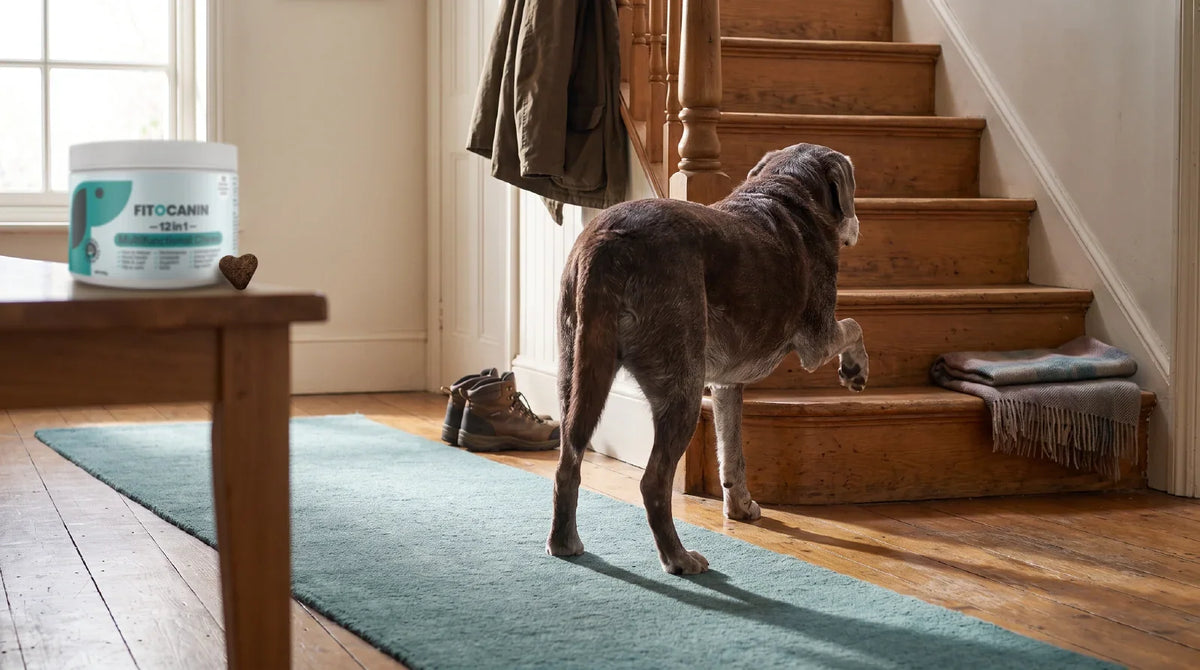 Starejši labrador s sivkasto dlako okleva pred prvo stopnico lesenega stopnišča v topli jutranji svetlobi; v ozadju na nizki mizici stoji lonček s priboljški za sklepe.